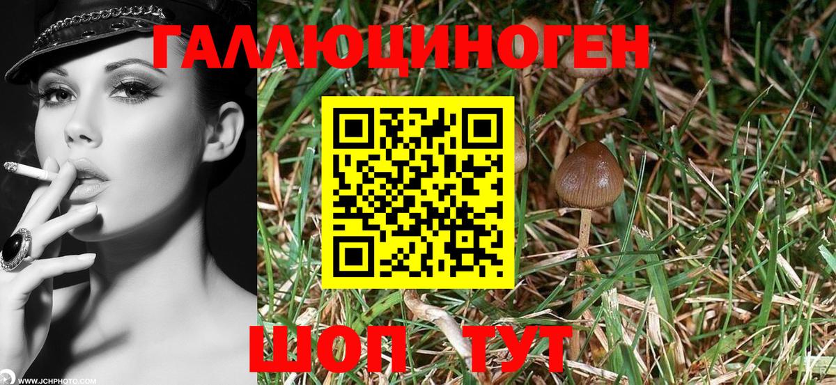 Псилоцибиновые грибы мицелий Каспийск